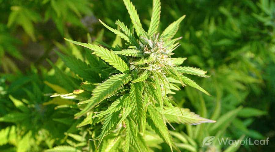 growing-jack-herer-tip-4