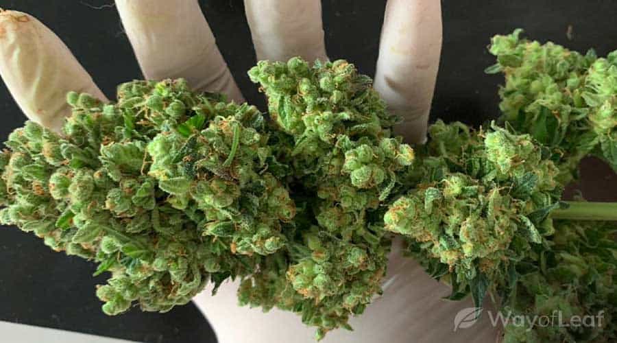 growing-jack-herer-tip-8