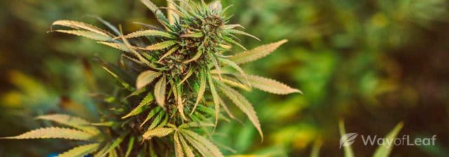 8 Tips for Growing Jack Herer Cannabis [Guide]