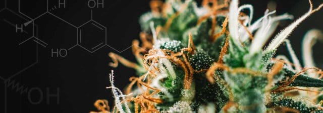 Cannabinoids vs. Terpenes: Exploring Similarities and Differences