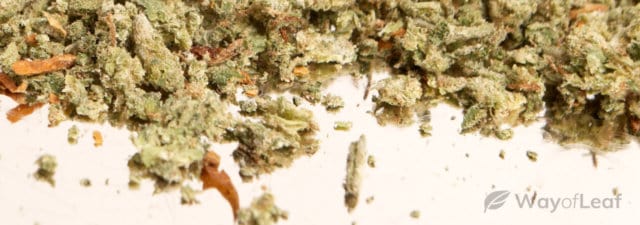 What Is Shake Weed… And Does it Get You High?
