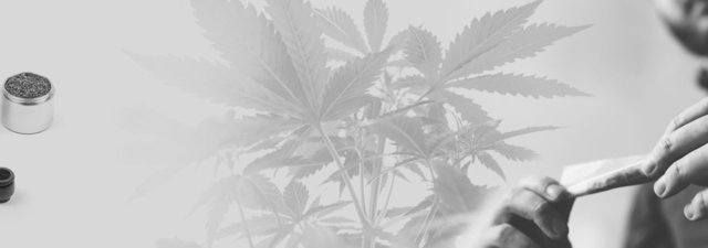 Heirloom Cannabis Strains: What Exactly Are They?