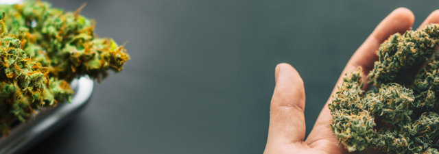 What Are Cannabis Cones? [The Comprehensive Review]