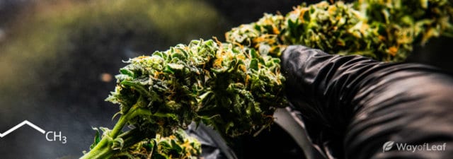 90% THC: Think You Could Handle It?