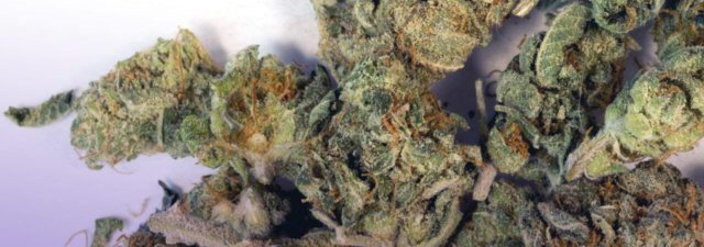 8 Tips for Growing Purple Kush Cannabis: Grower’s Guide