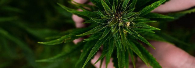 How Many Different Types of Cannabis Are There? [Answered]