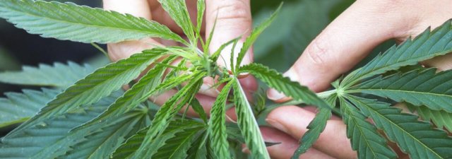 How to Get a Grower’s License for Medical Cannabis