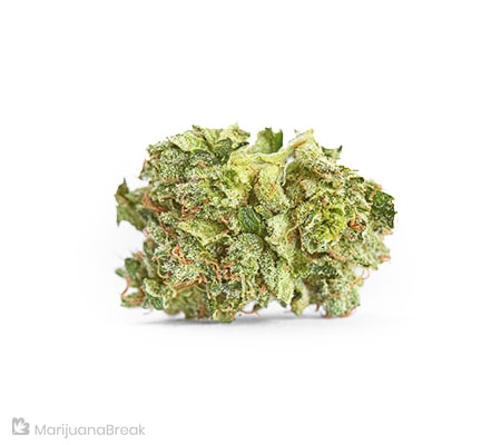 The White 99 Marijuana Strain Review