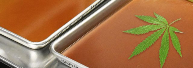 Reclaim Dabs: What are They and They Really THAT Potent?