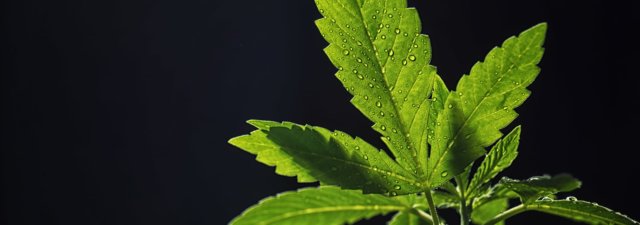 What Can You Use Marijuana Leaves For?