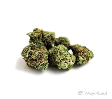 Boss OG Weed Strain: The Full Review