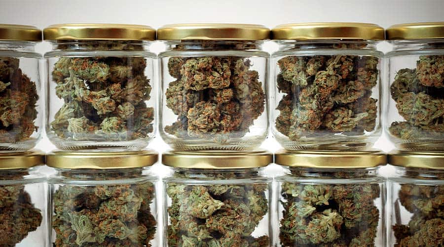 over-dried-marijuana-4.