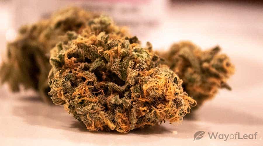 ancient-cannabis-strains