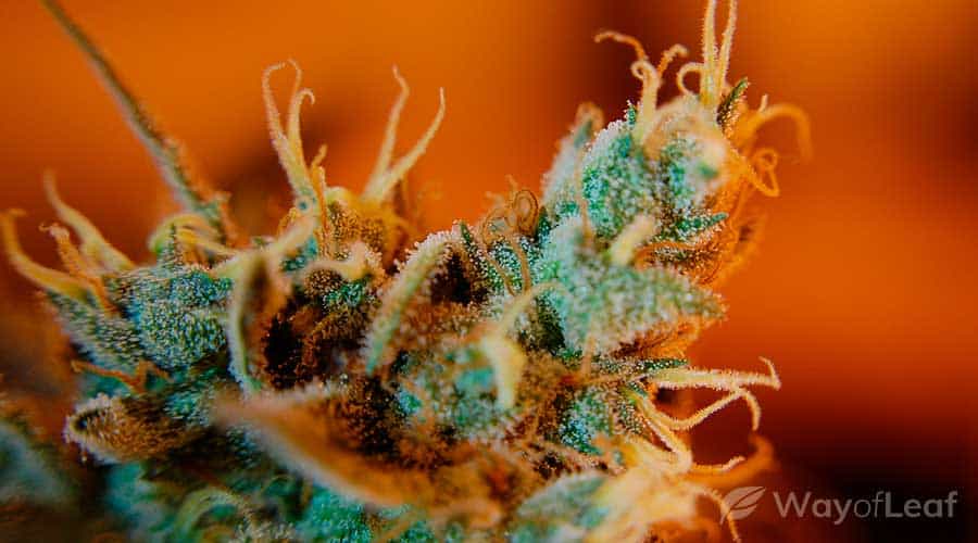 ancient-weed-strains