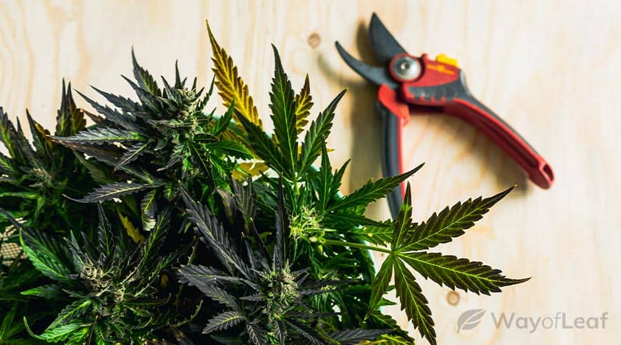 prune-your-purple-kush