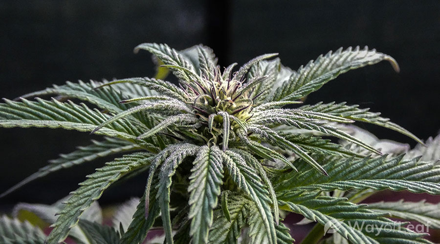 vortex-strain-growing