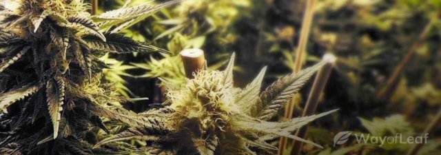 8 Tips for Cultivating OG Kush Cannabis: Grower’s Guide