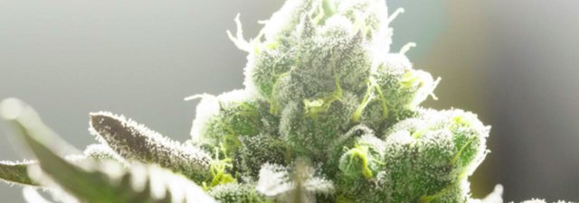 Ancient Weed Strains You Should Know About