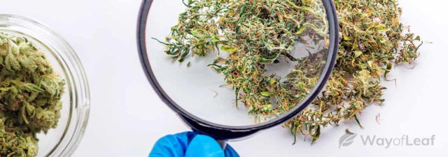 6 Ways to Add Moisture to Over Dried Marijuana