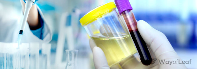The Best Ways to Pass Weed Urine and Blood Screens