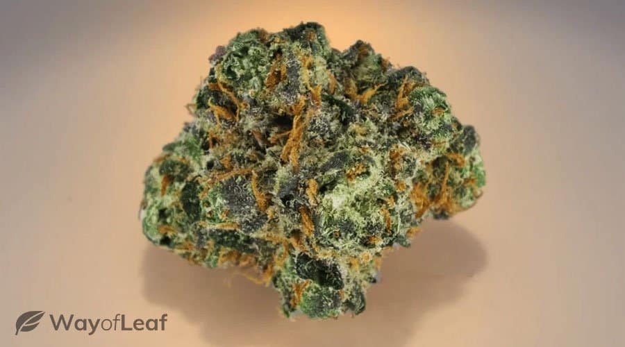 bubba-kush-the-chilled-cannabis-strain
