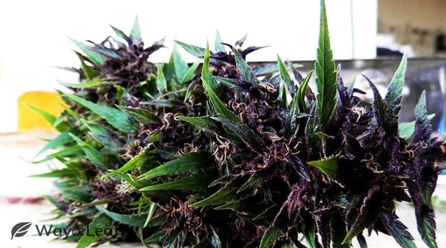 frisian-duck-the-covert-cannabis-strain