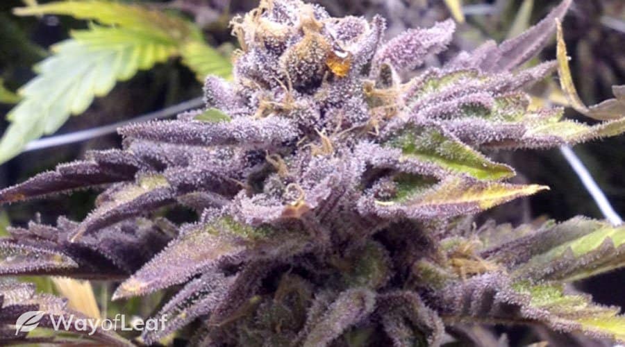 pinkman-goo-the-rare-strain