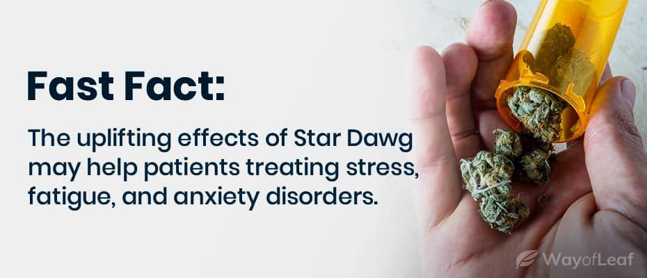 what-is-the-cannabis-strain-star-dawg