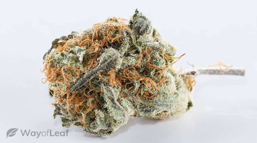 snowcap-the-cool-cannabis-strain