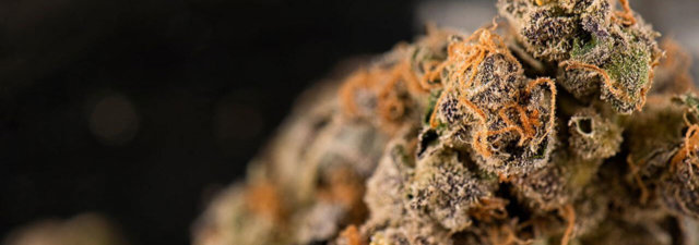 5 Best and Most Exotic Cannabis Strains of the Year