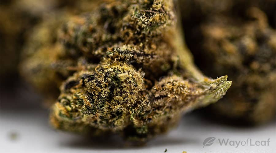 medical benefits of the cookie dough strain