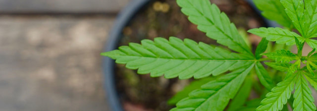 10 Fast-Growing Cannabis Plants for Impatient Gardeners