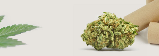 Steamroller Pipe DIY: Getting High With a Toilet Paper Roll!