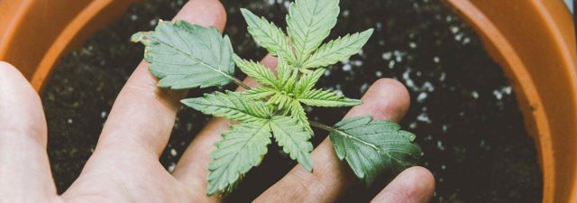 The State-By-State Guide to Growing Cannabis at Home