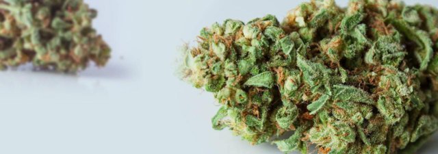 The 5 Best Indica Marijuana Strains of All Time