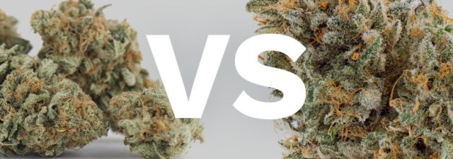 Sativa vs Indica Marijuana: Know the Major Differences!