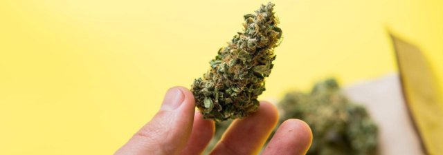5 Cheap High-Quality Cannabis Strains