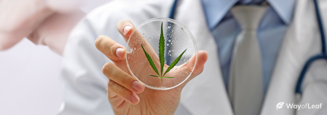 How Long Does Marijuana Stay in Your System? [Fully Explained]