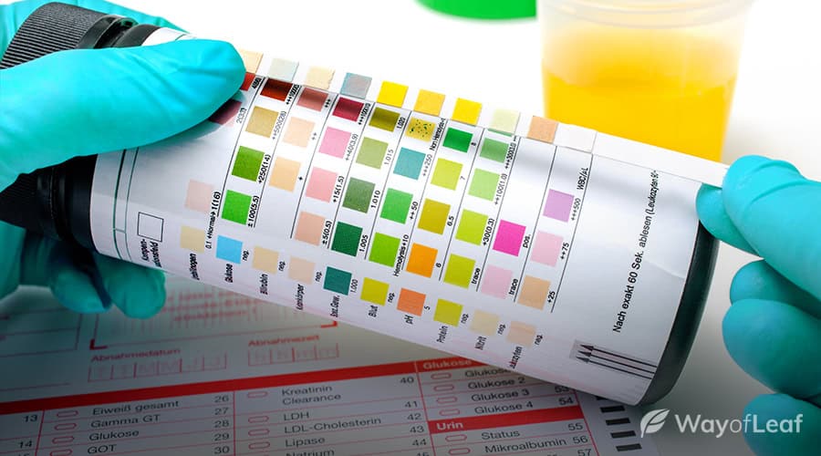 how-long-does-weed-stay-in-your-system