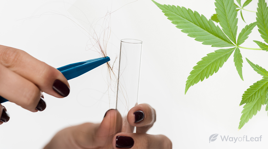 long-does-weed-stay-in-your-system-img5