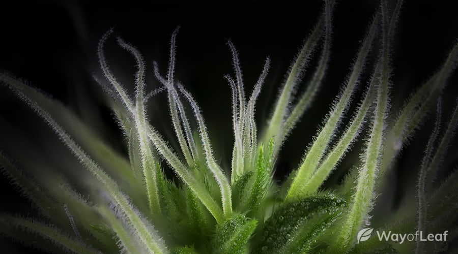 how-to-tell-good-weed-from-bad-weed-easy-techniques-img3