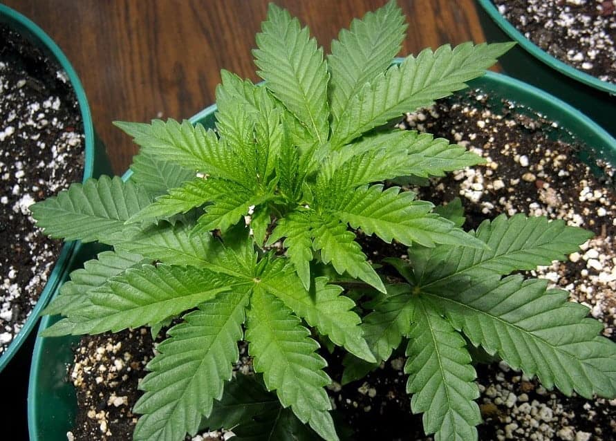 indica marijuana plant appearance