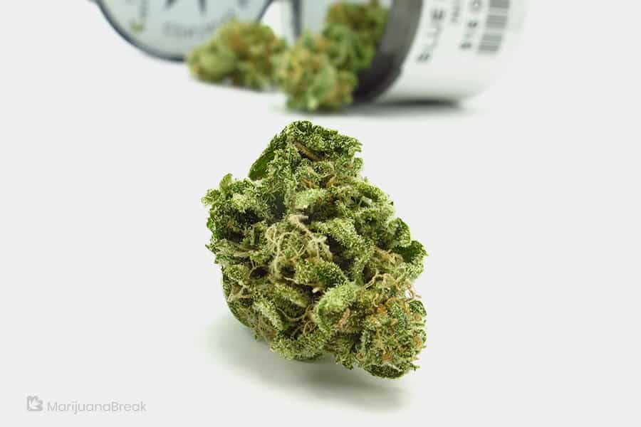 blue-magoo-the-marijuana-strain-with-the-memorable-name