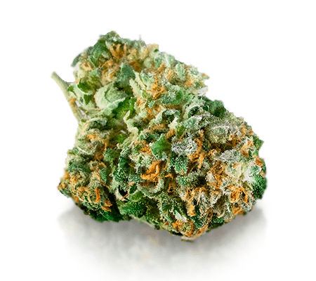Bubblegum Cannabis Strain Review Bubblegum Cannabis Strain Review
