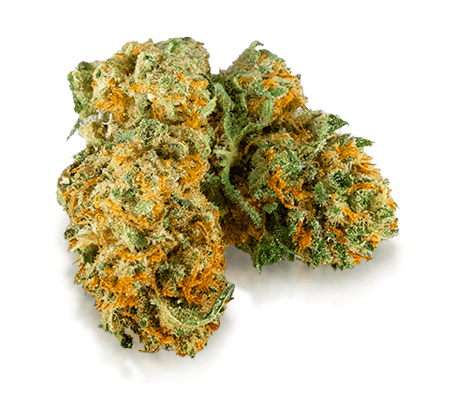 Harlequin Cannabis Strain Review (Origin, Potency, Benefits) Harlequin Cannabis Strain Review (Origin, Potency, Benefits)