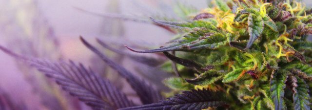 How to Grow Purple Marijuana – The Full Guide