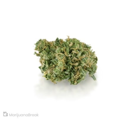 White Nightmare | Weed Strain Review White Nightmare | Weed Strain Review
