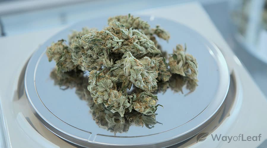 white-tahoe-cookies-strain