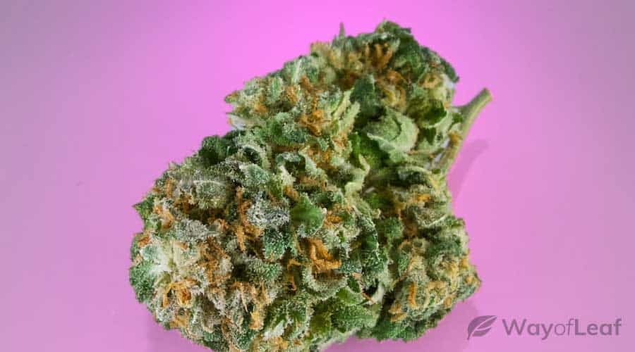 medical-benefits-of-the-bubblegum-strain