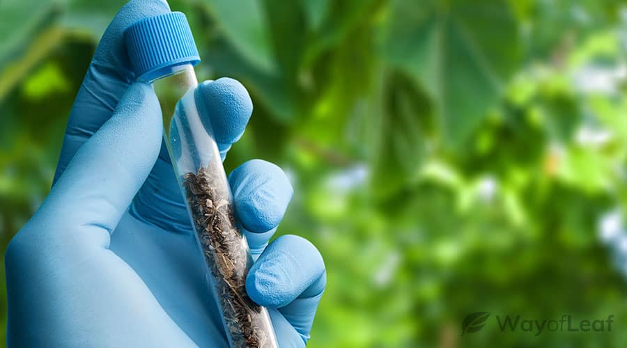 can-you-fail-a-drug-test-due-to-cbd?